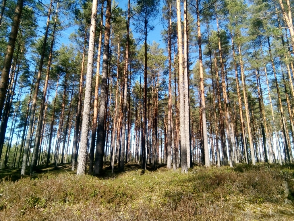 Latvijas mežos joprojām nevajadzētu veikt nekādas darbības ar uguni