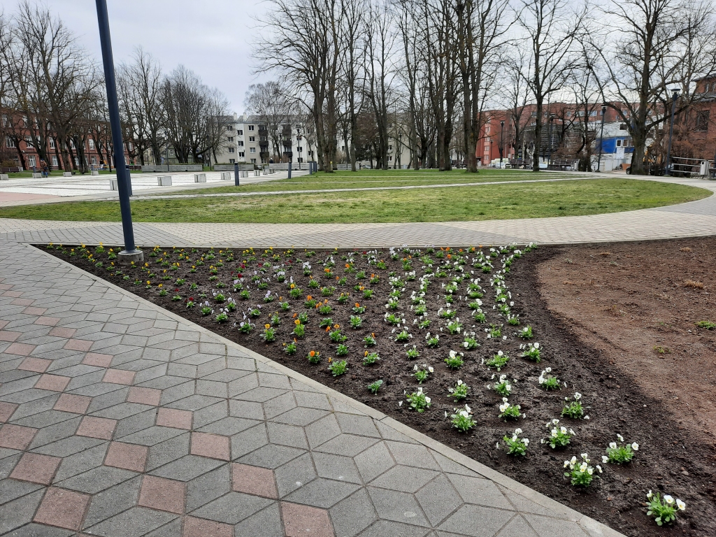 Liepājniekus priecē tūkstošiem atraitnīšu