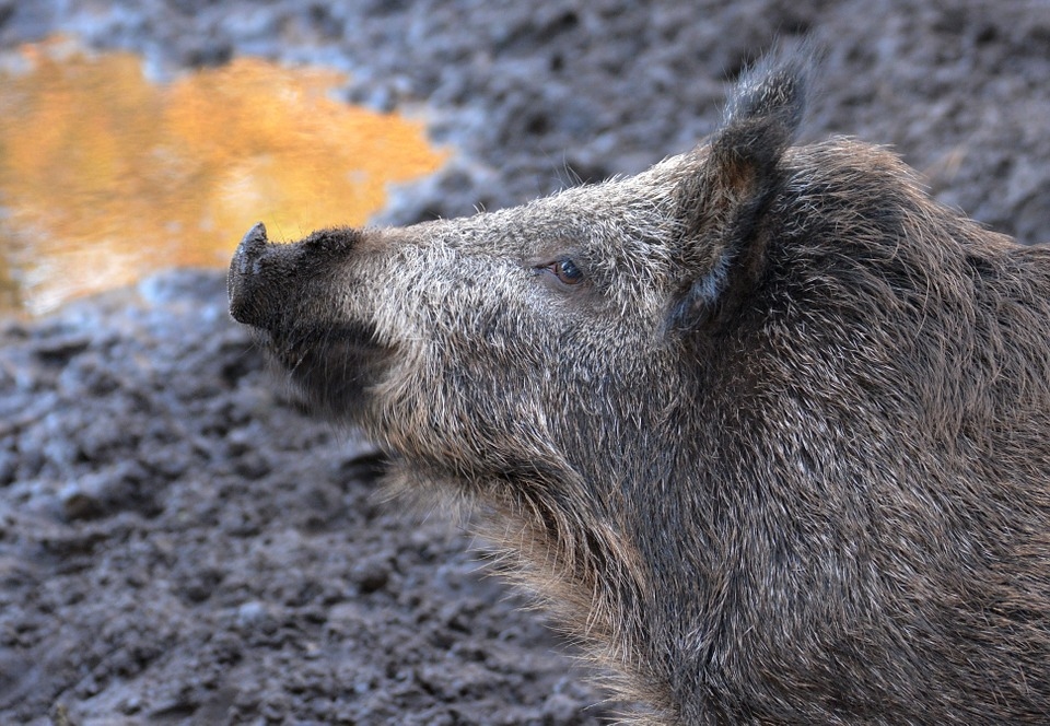 Āfrikas cūku mēris pirmo reizi konstatēts mežacūkai Lažas pagastā