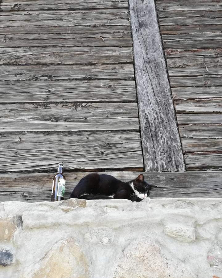 Pirms sēsties pie stūres