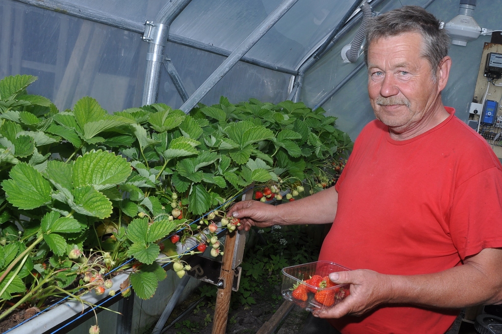 “Poriņu” zemenes atrod bez reklāmas