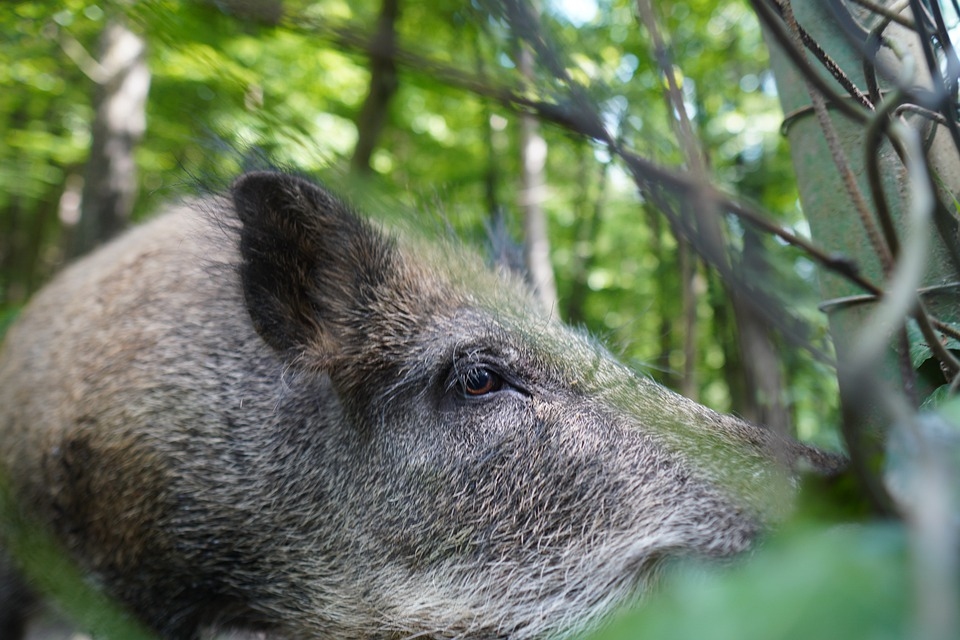 Āfrikas cūku mēri pirmo reizi konstatē Durbes pagastā