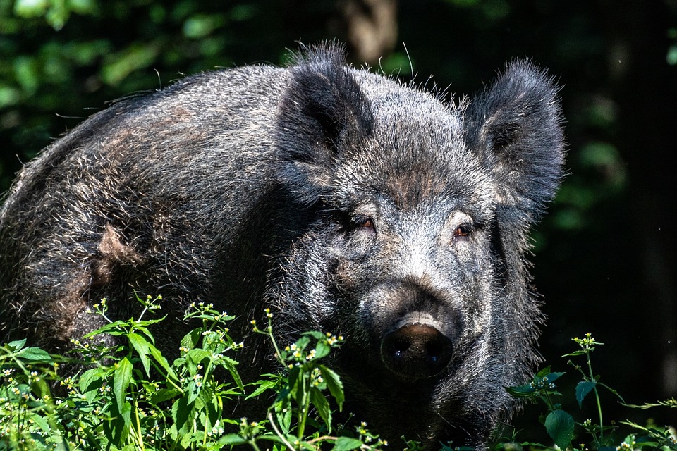 Āfrikas cūku mēra otrajā riska zona iekļauj Pāvilostu un Jūrkalni