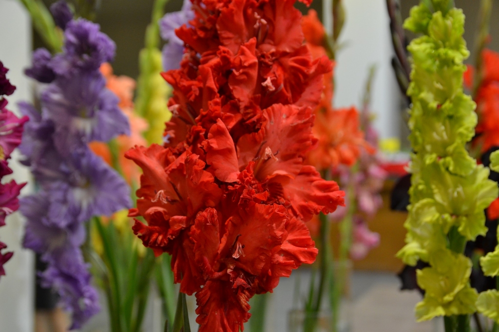 Biedrības namā uzplauks rudens vēstneses - gladiolas