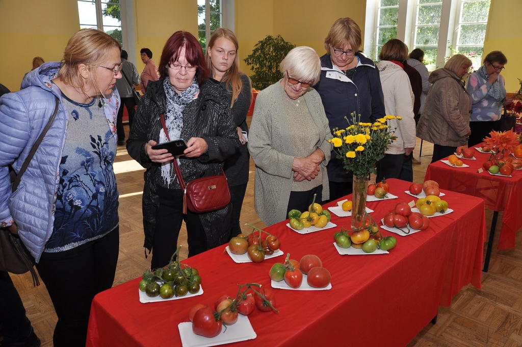 Apskatei izliek 95 šķirņu tomātus