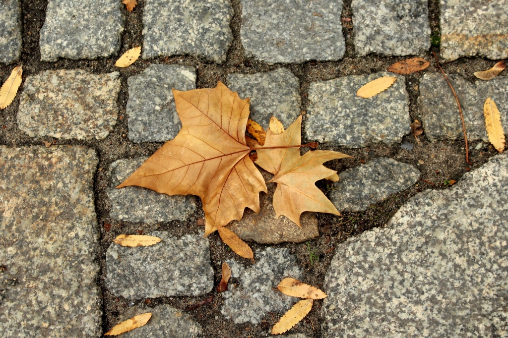 Novembra pēdējās dienās gaidāms vēsāks un sausāks laiks
