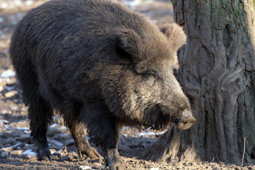 Āfrikas cūku mēri šonedēļ konstatē mežacūkām Gramzdā, Priekulē un Vecpilī