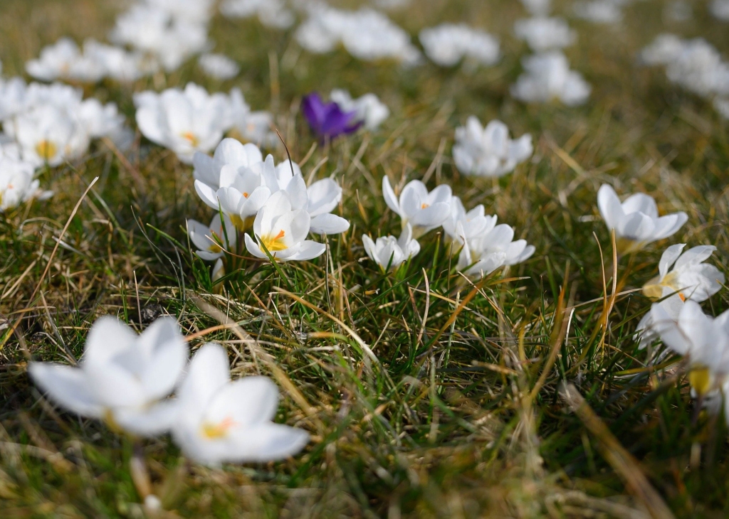 7. aprīlī Pavasara Māra; ko vēsta ticējumi?