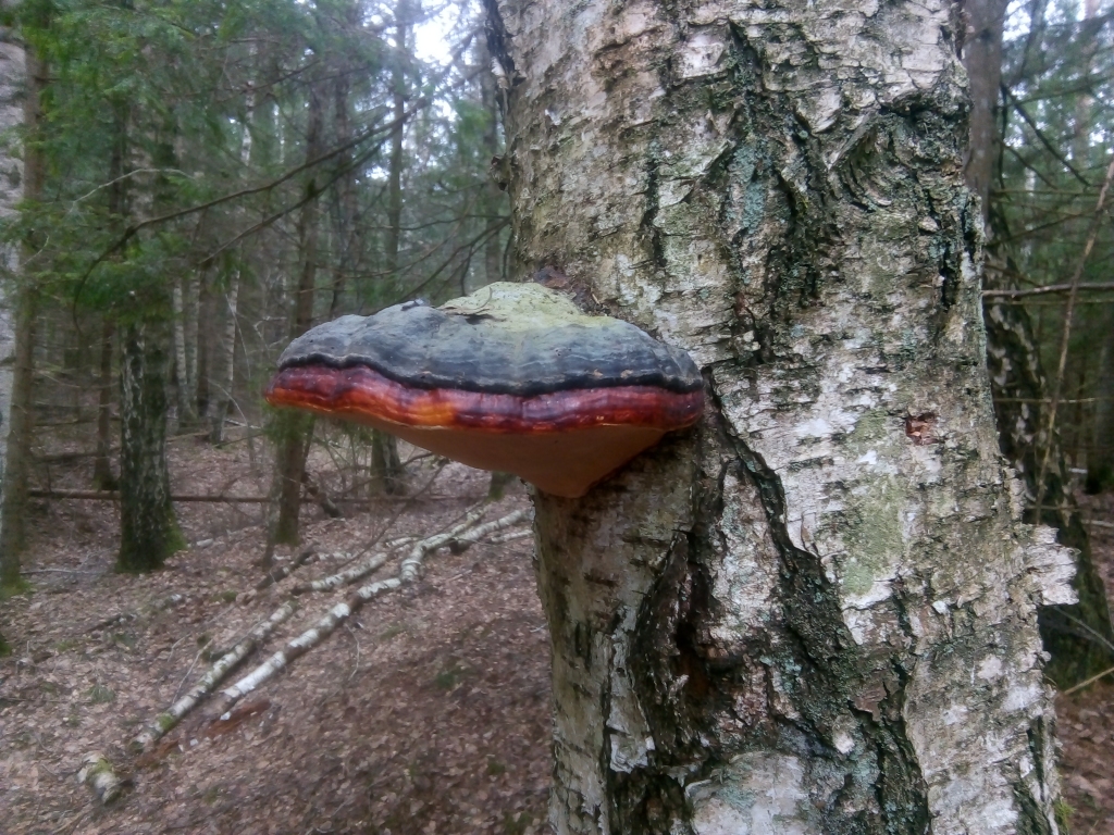 FOTO: Kurp doties brīvdienās? Pārsteidzošā Otaņķes upe Grobiņas novadā un ērces!