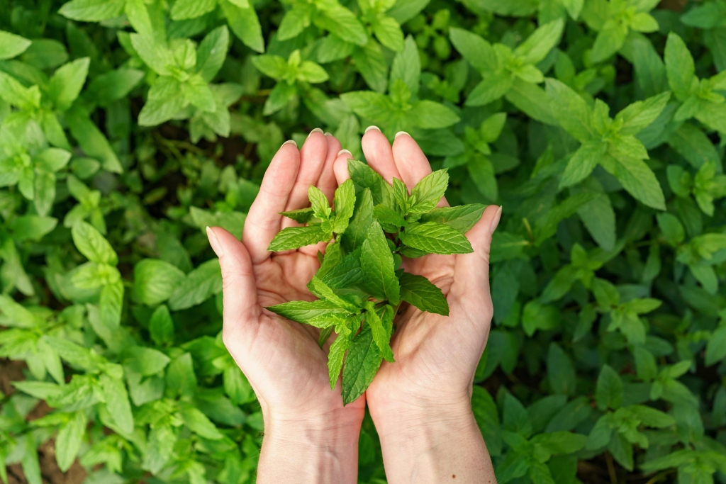 Kā seši dabas augi var palīdzēt pārvarēt stresu Covid-19 pandēmijas laikā? Atklāj farmaceite