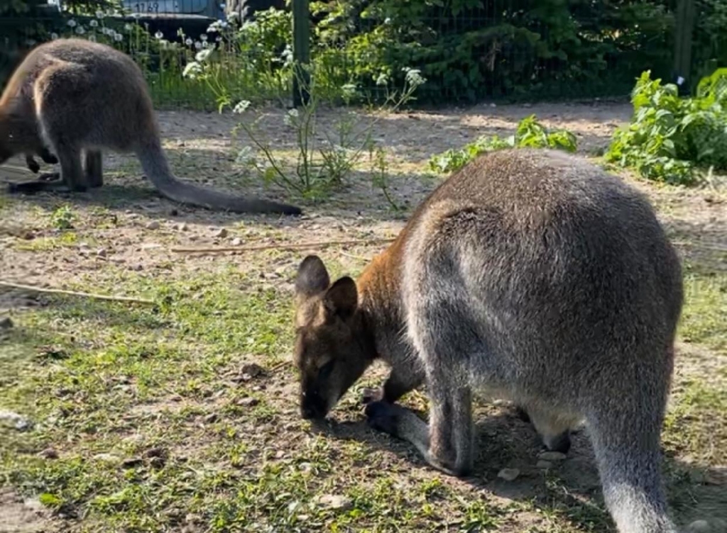 Liepājas apkārtnē jau nedēļu meklē no mini zoodārza izbēgušu valabija ķenguru Sidneju