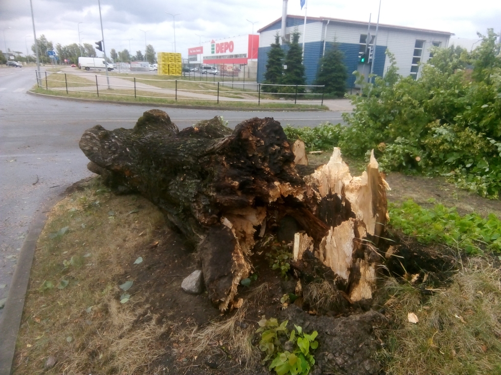 FOTO: Liepājā stiprais vējš lauž lielus kokus