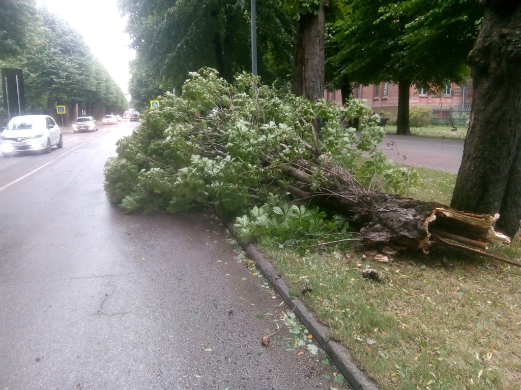 Trešdien vējš vietām gāzīs kokus, gaidāms arī lietus