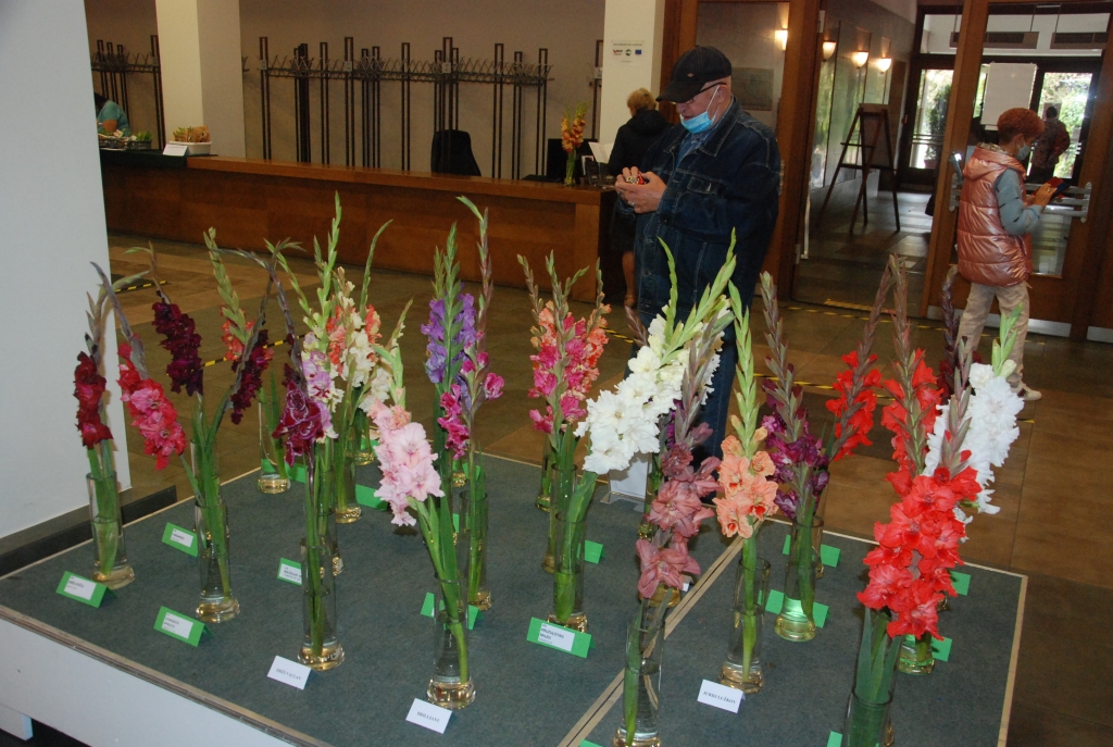 FOTO: Liepājas Latviešu biedrības namu krāšņo rudens skaistules gladiolas 