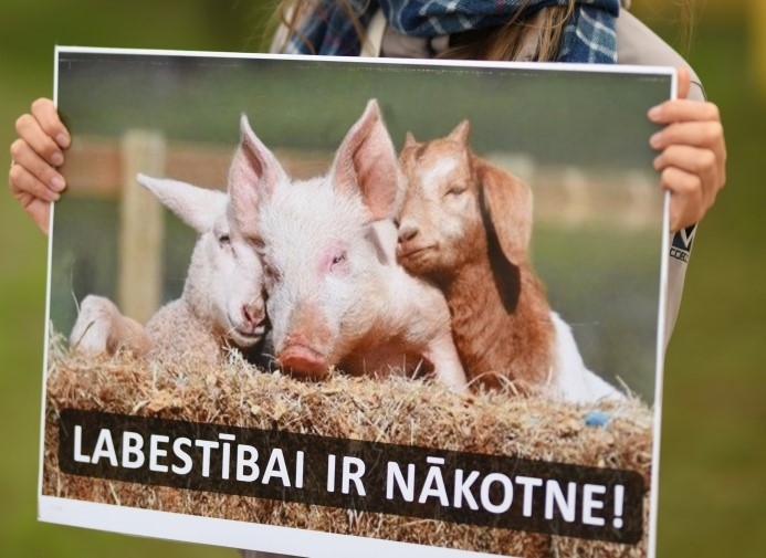 Trešdien pie Saeimas piketēs pret cūku un vistu nogalināšanu pārtikas ieguvei