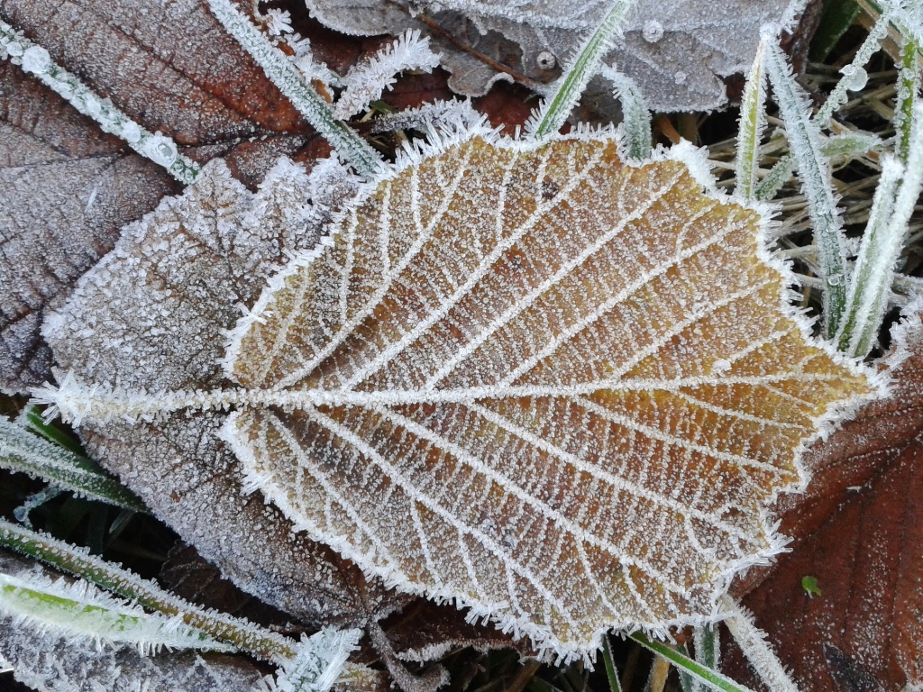 Novembra vidū iespējams kailsals